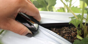 マルチ張りの写真