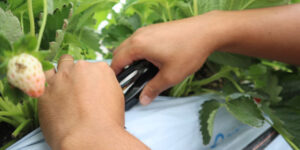 マルチ張りの写真