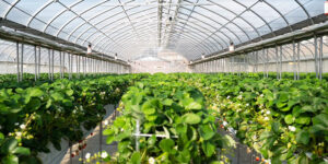 イチゴはうすの写真