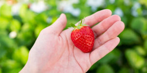 イチゴの摘み取りの写真