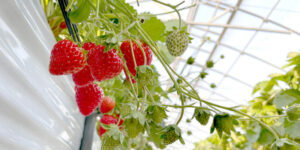 いちごがなっている写真