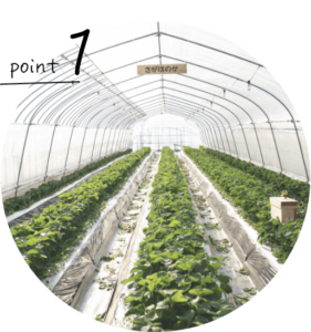 土耕栽培の写真