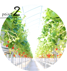 高設栽培の写真