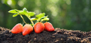 土とイチゴの写真