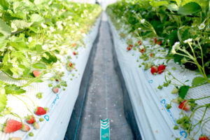 土耕栽培のいちごのイメージ