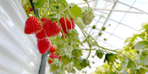 高設栽培のイチゴのイメージ
