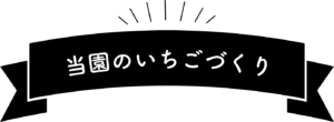 当園のいちごづくり