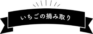 いちごの摘み取り