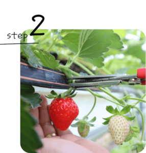 イチゴの摘み取りのイメージ